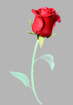 玫瑰花