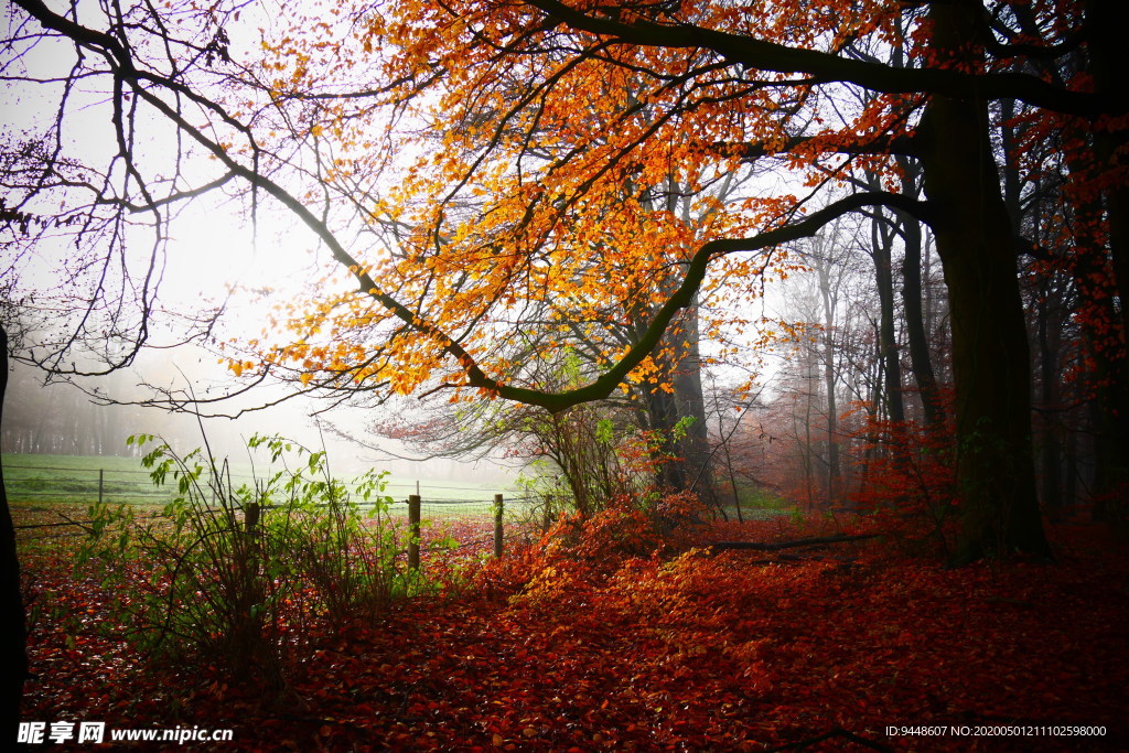 秋天落叶树林景色图片