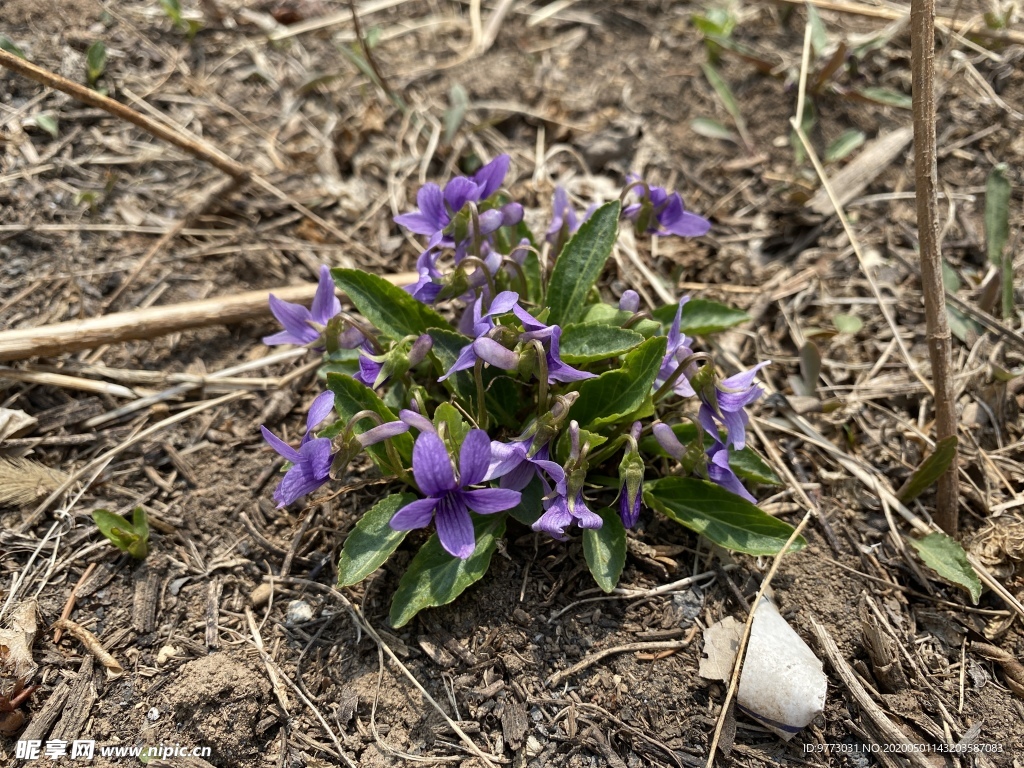 紫花地丁