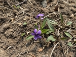 紫花地丁