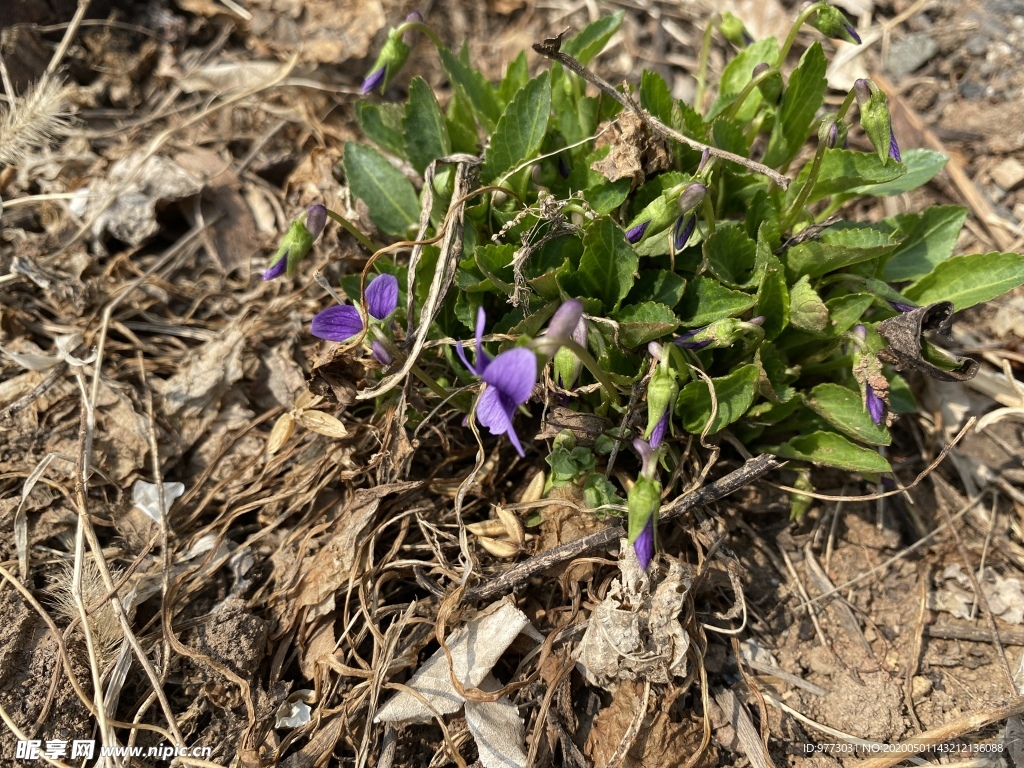 紫花地丁