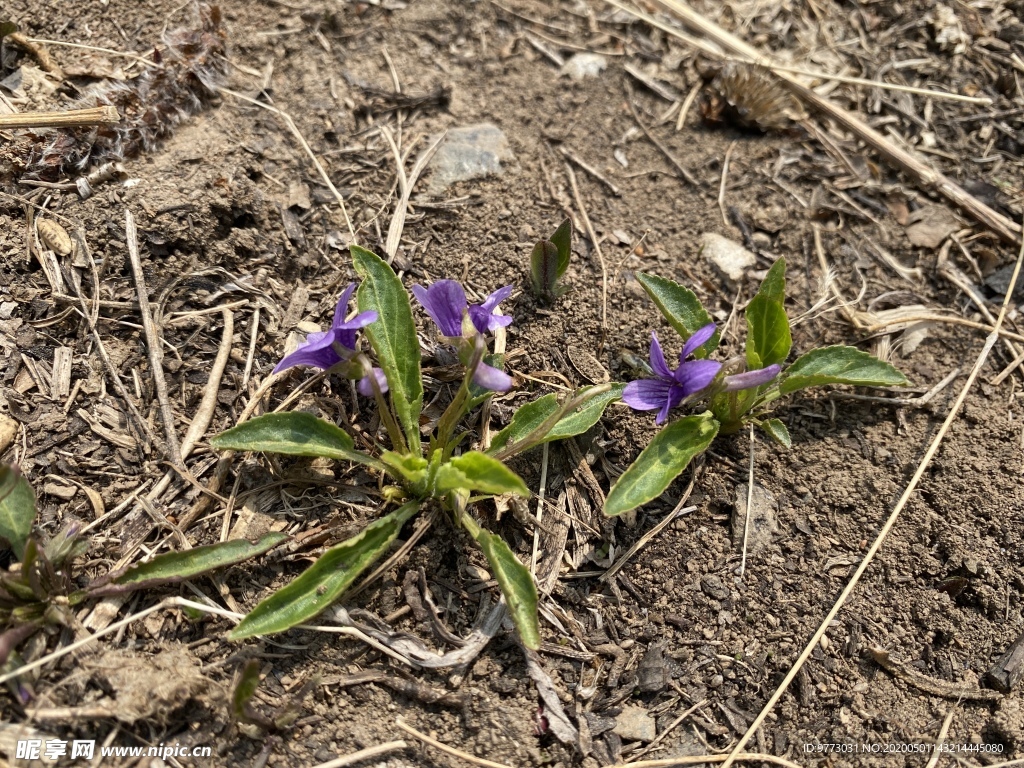 紫花地丁