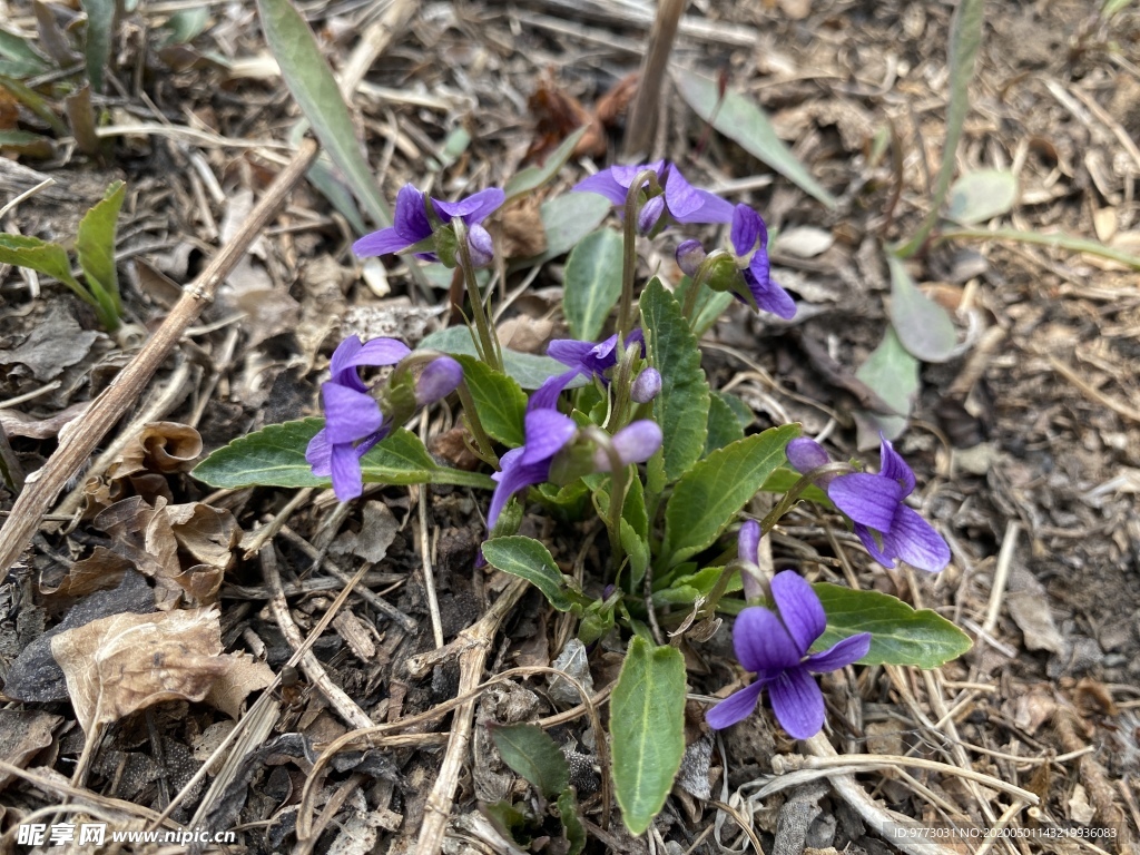 紫花地丁