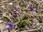 紫花地丁