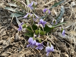 紫花地丁