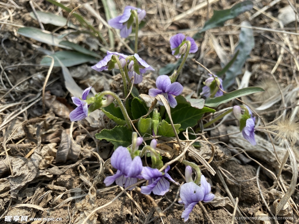 紫花地丁