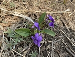 紫花地丁