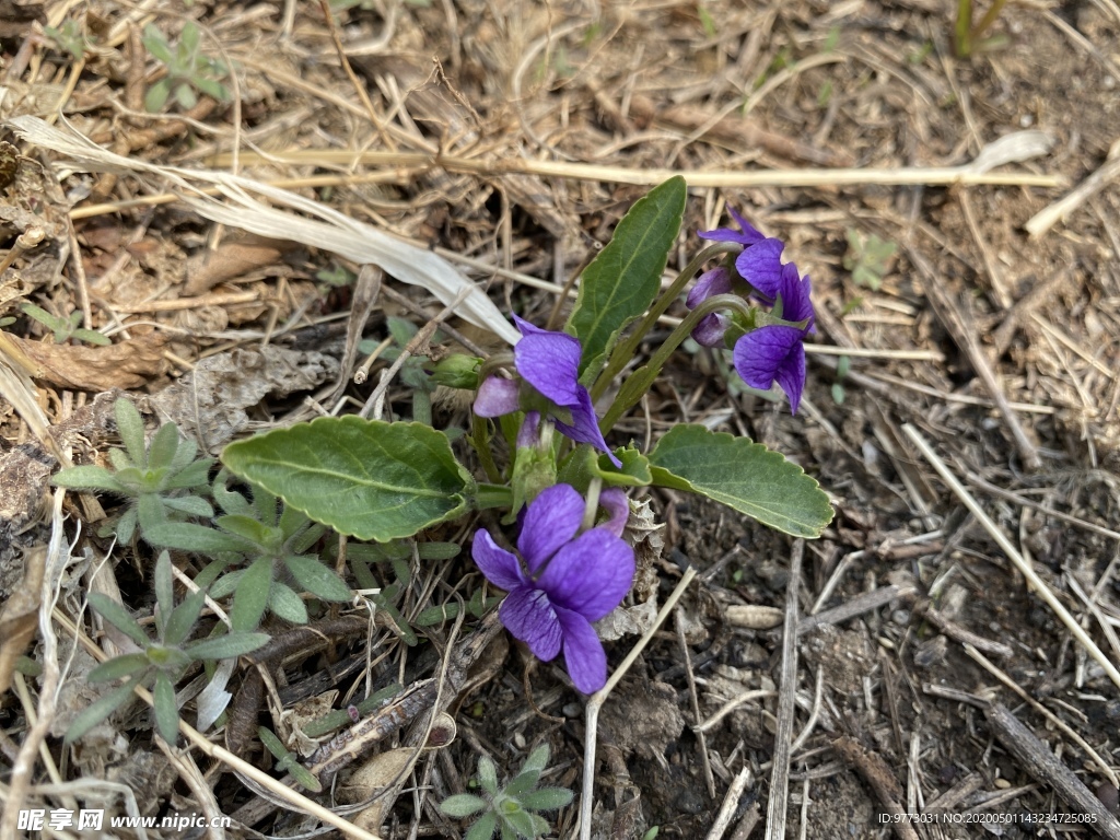 紫花地丁