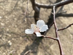 杏花