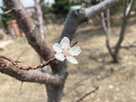 杏花