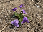 紫花地丁