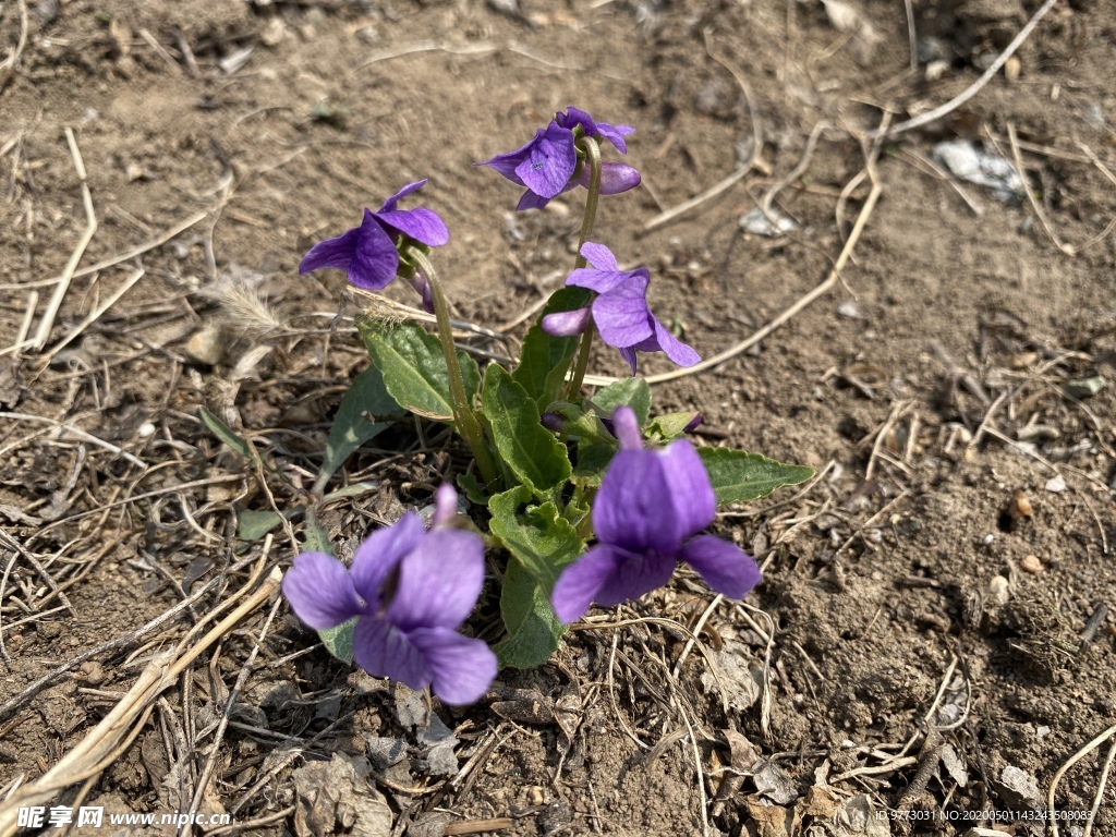 紫花地丁