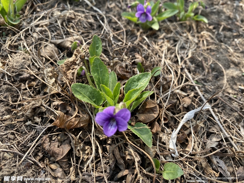 紫花地丁