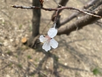 杏花