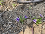 紫花地丁