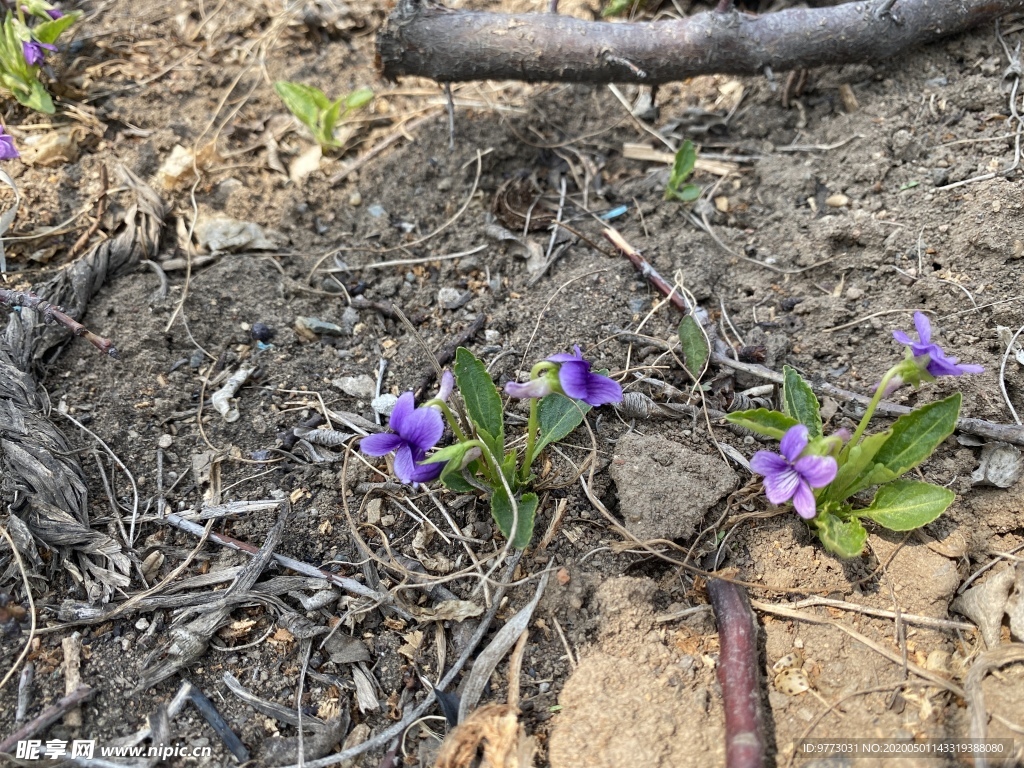 紫花地丁