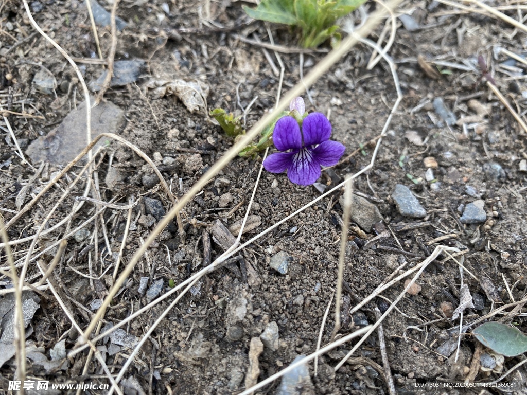 紫花地丁