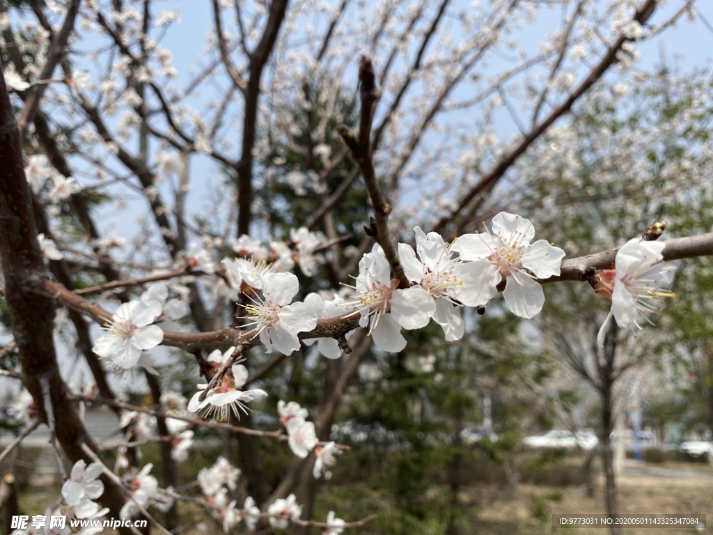 杏花