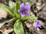 紫花地丁