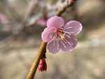杏花