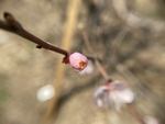 杏花