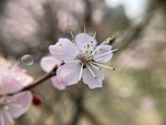 杏花