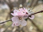杏花