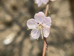 杏花