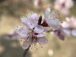 杏花