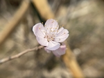 杏花