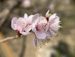 杏花