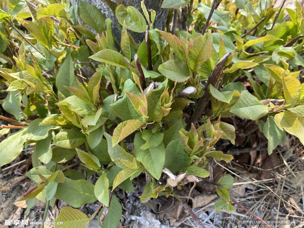 丁香花