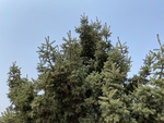 松树