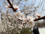 杏花