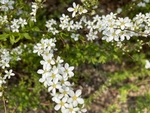 珍珠绣线菊