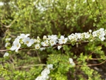 珍珠绣线菊