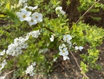 珍珠绣线菊
