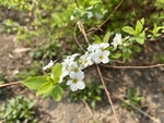 珍珠绣线菊
