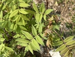 珍珠梅