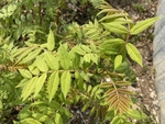 珍珠梅