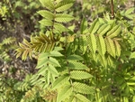 珍珠梅