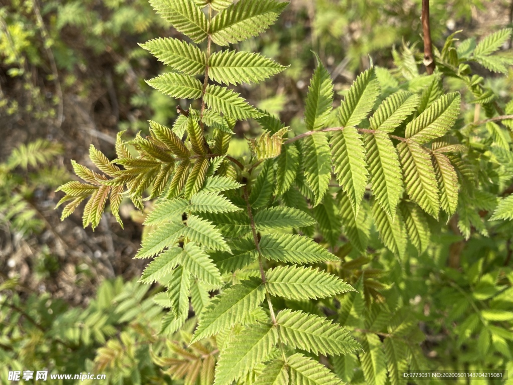 珍珠梅