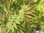 珍珠梅