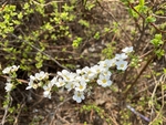 珍珠绣线菊