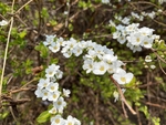 珍珠绣线菊