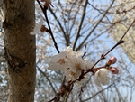杏花
