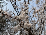 杏花