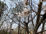 杏花