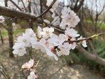 杏花