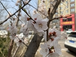 杏花